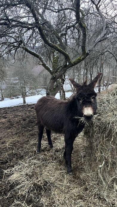 Pui de magar de vanzare