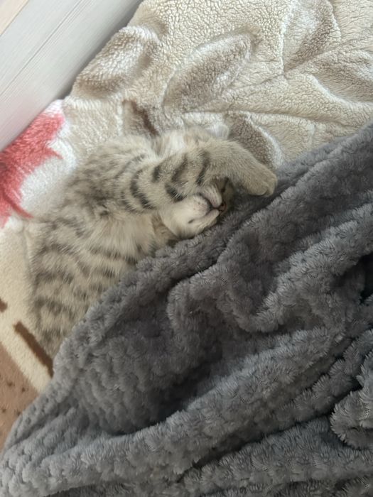 Шотландский котенок