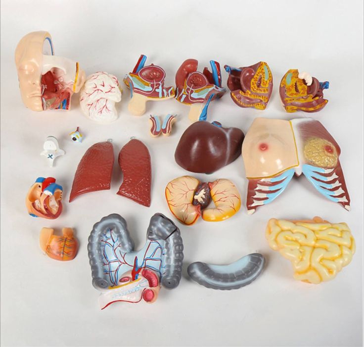 .Анатомический Торс макет  муляж 85см 19 деталий.Anotomik tors 85 cm