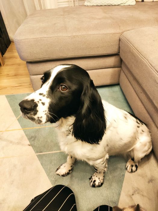 Вязка. Русский охотничий спаниель.