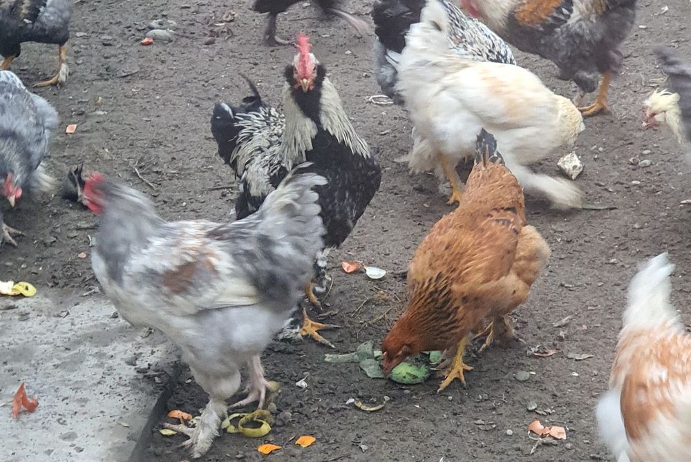 Хурозни эркаги бор