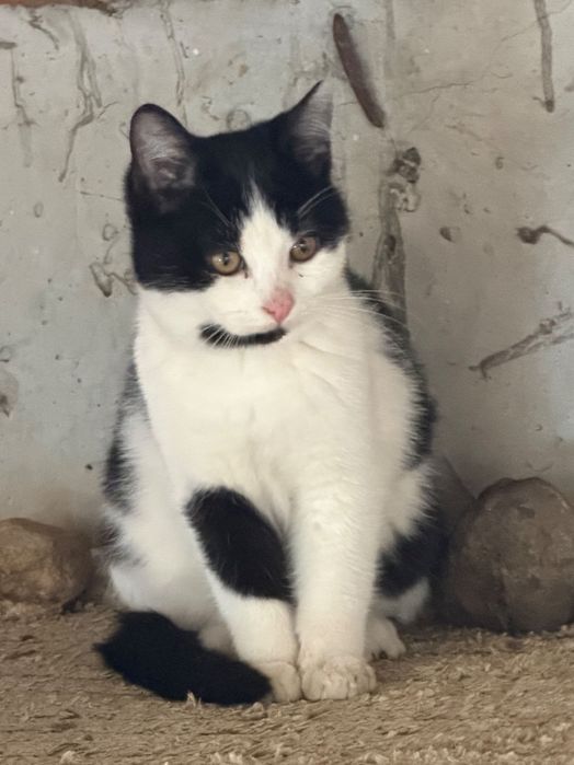 Восхитителни котенца!