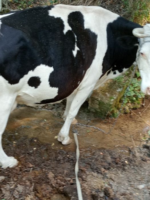 Vând vacă bălțat românesc