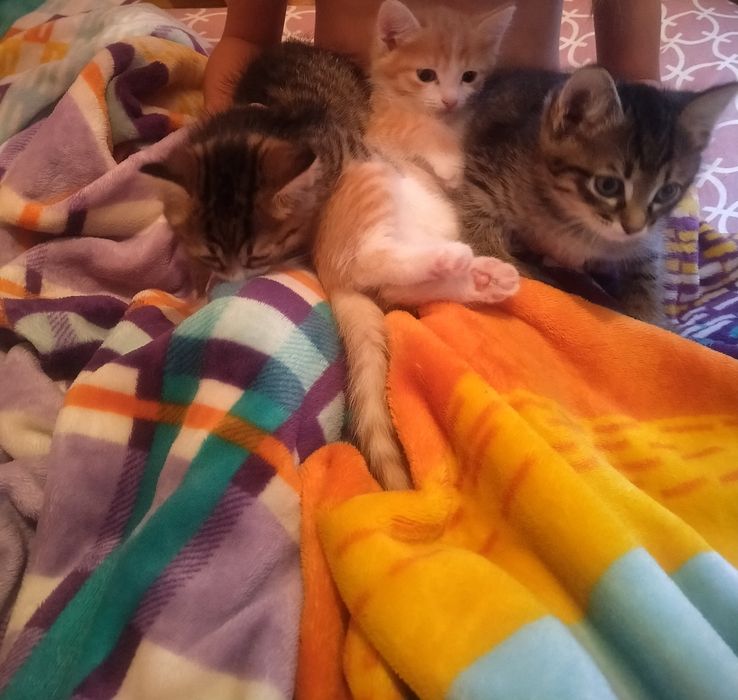 Отдам котят в добрые руки два мальчика и одна девочка