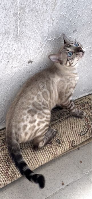 Бенгалский кот на вязку