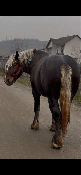 Armasar, in martie face 2 ani