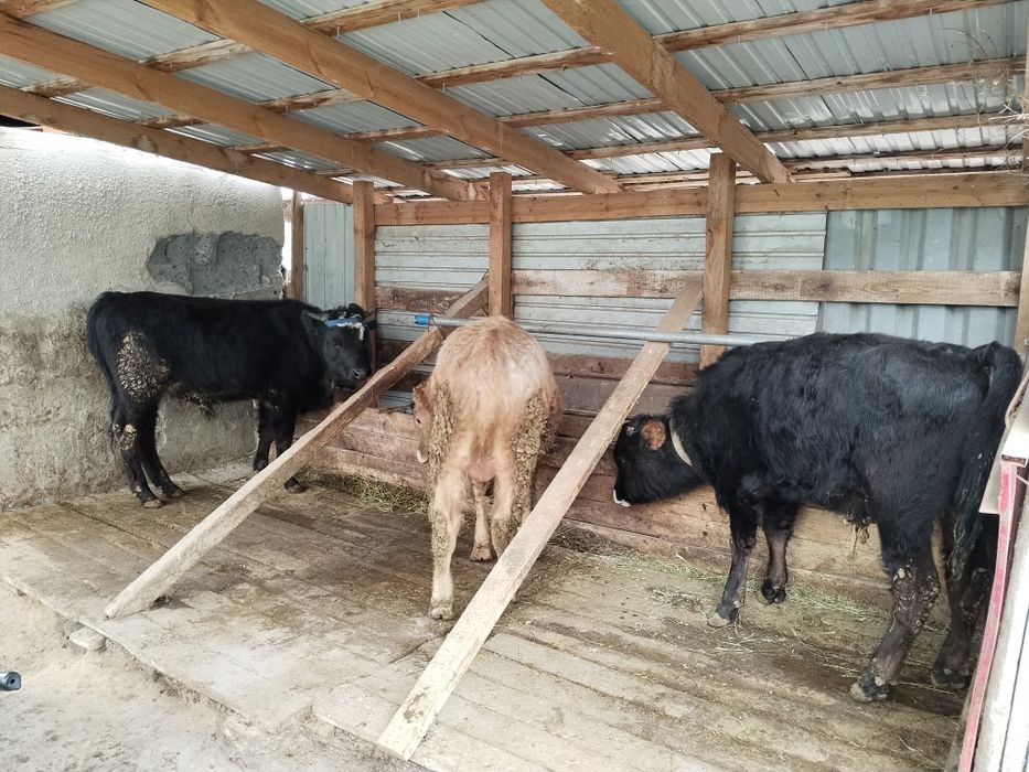 Бычки 1 .2 с возрастом