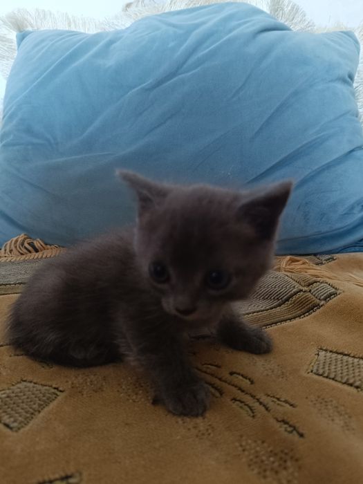 Отдам котенка бесплатно