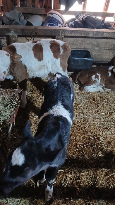 Vand vitei foarte frumosi