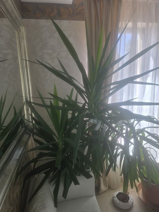 Vanzare floare in ghiveci de camera.