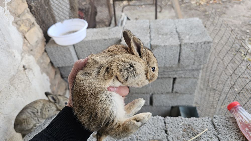 Она бола куёнла сотилади
