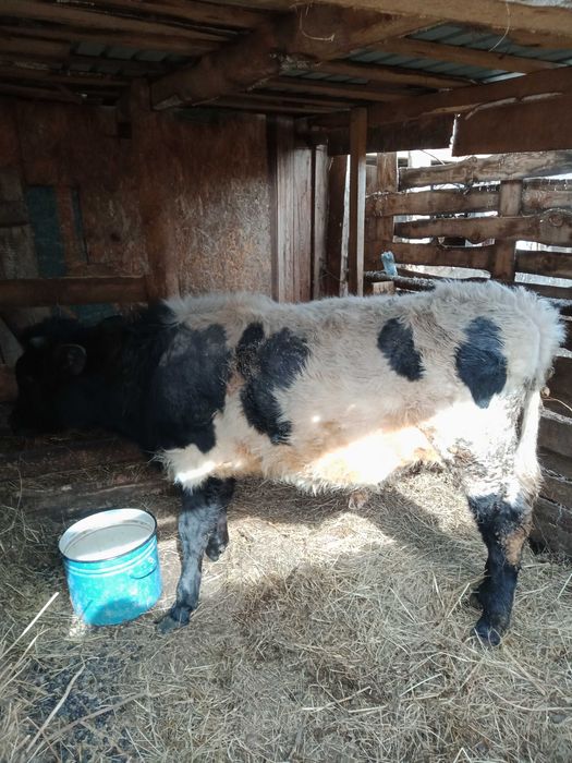 Продам телочку симентал порода можно на племя и быка годовалый