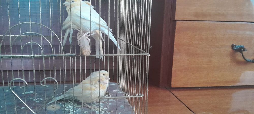 Продам канареек.