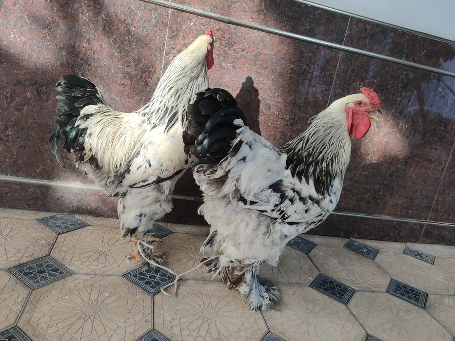 Brama horoz sotiladi