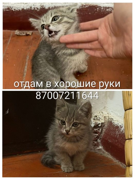 Котики в добрые руки