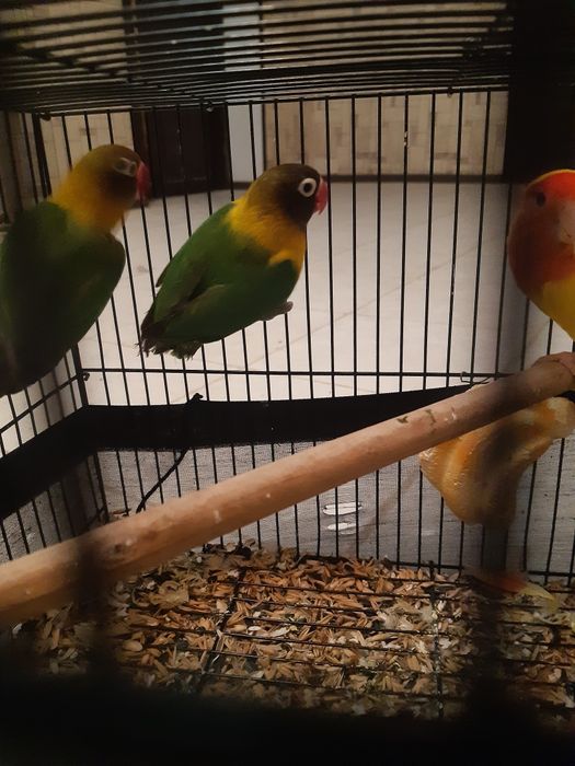 Папугай Неразлучка