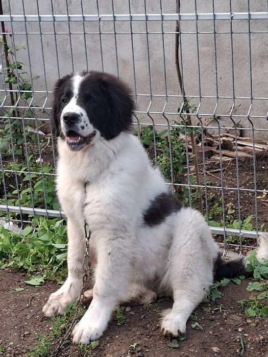 Femela ciobănesc de Bucovina