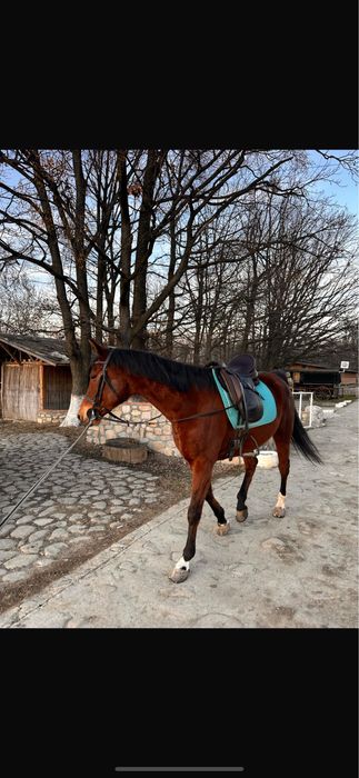 Vand cal echitatie /calarie scoala