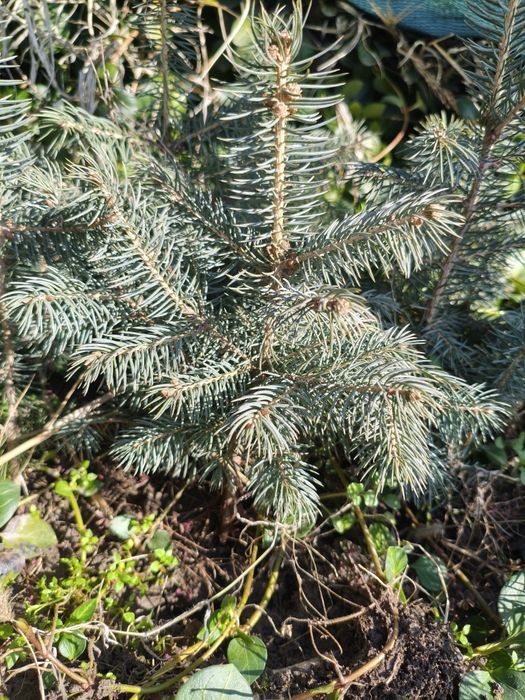 Ko'k archa (Ель голубая, ель колючая)