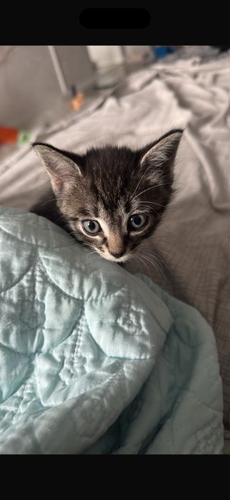 Отдам котенка в добрые руки