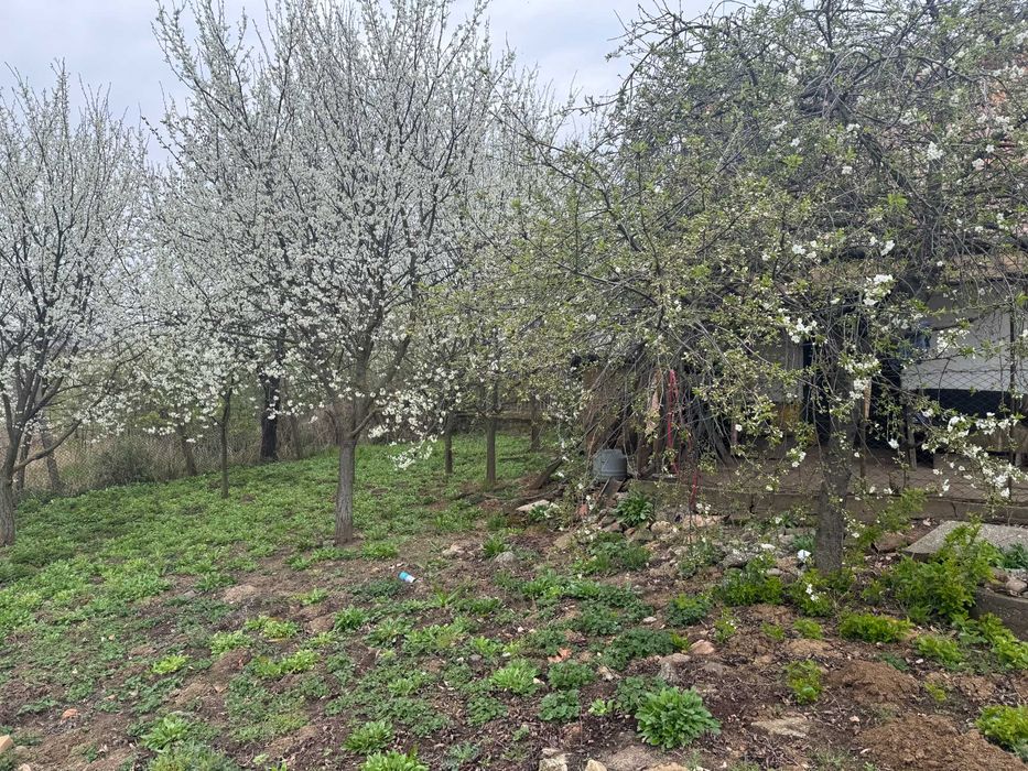 Casa traditionala de vanzare / Crestur – judetul Bihor (10 km de Marghita)