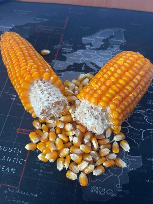 Porumb sticlos pentru morarit 9590