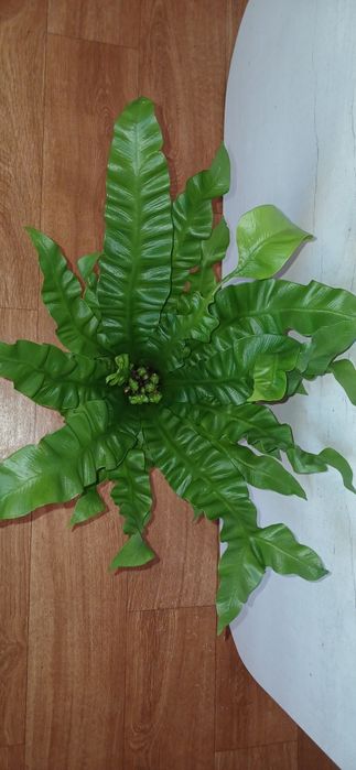 Комнатные растения от 2500