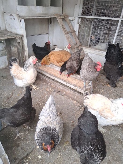 Gaini diferite rase, cocosi albi,cocosi Brahma,oua