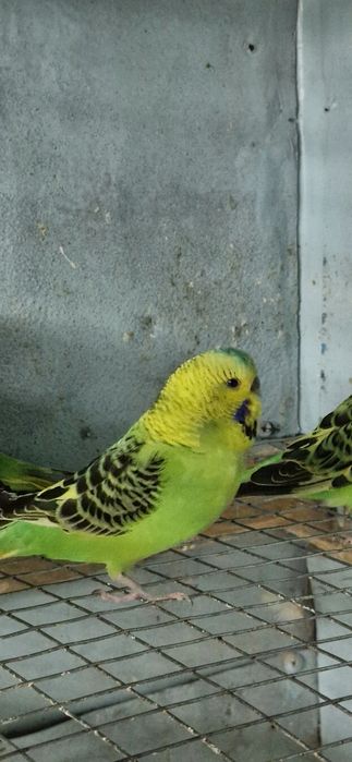 Продам волнистых попугаев