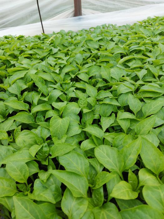 Rasaduri  de legume si plante aromatice - de calitate !