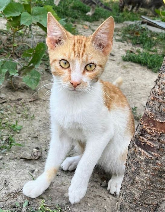 Metisi British Shorthair pui, gratuit