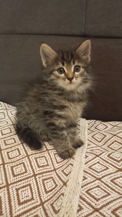 Продам котят-охотников!