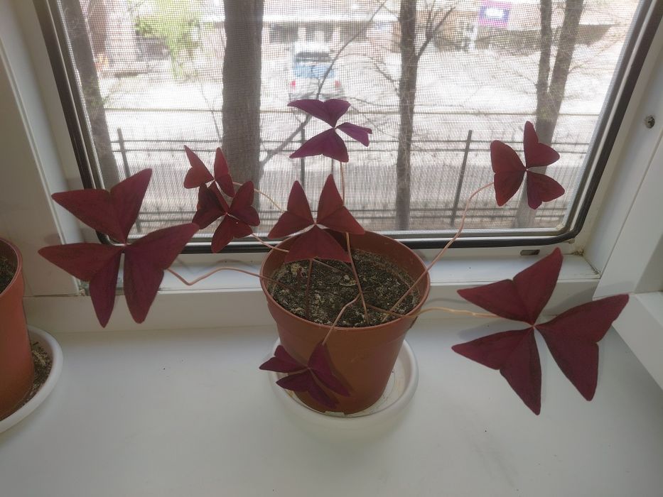 Оксалис (бабочка)