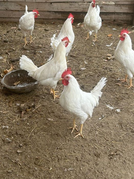 Әтеш парода леггорн