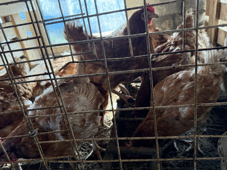 Продам курей несушек