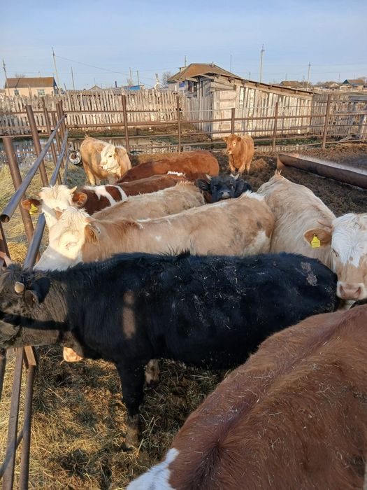 Продам тёлок годовалых