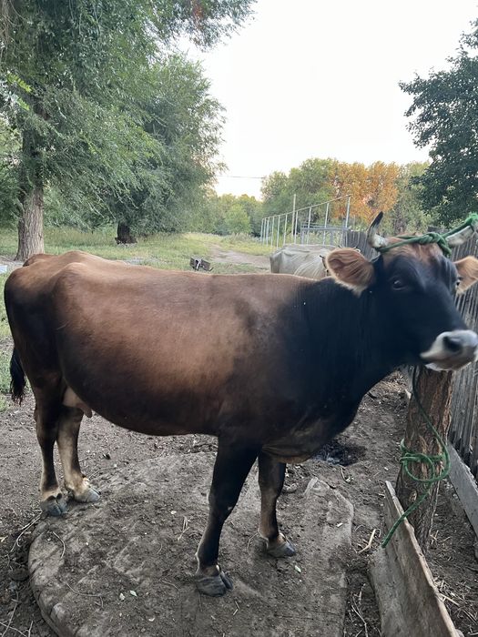 Сиыр корова коровы согым соғым