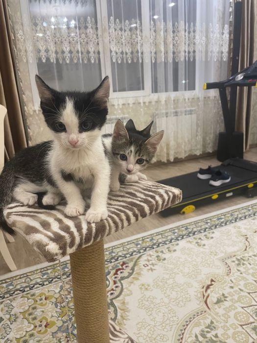 Котята бесплатно