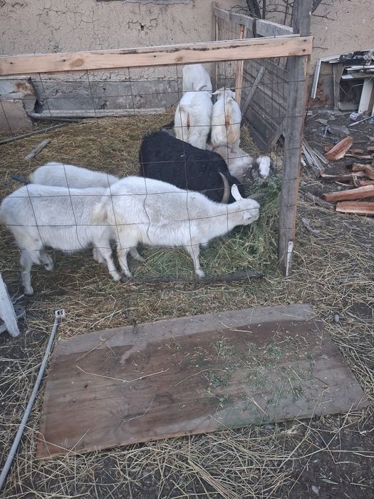 Срочно ешкі сатылады