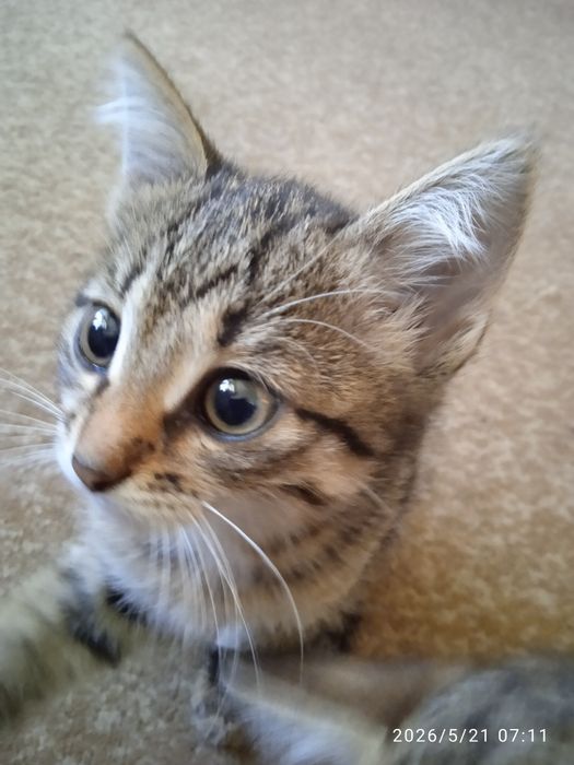 Красивые милые котята в добрые руки