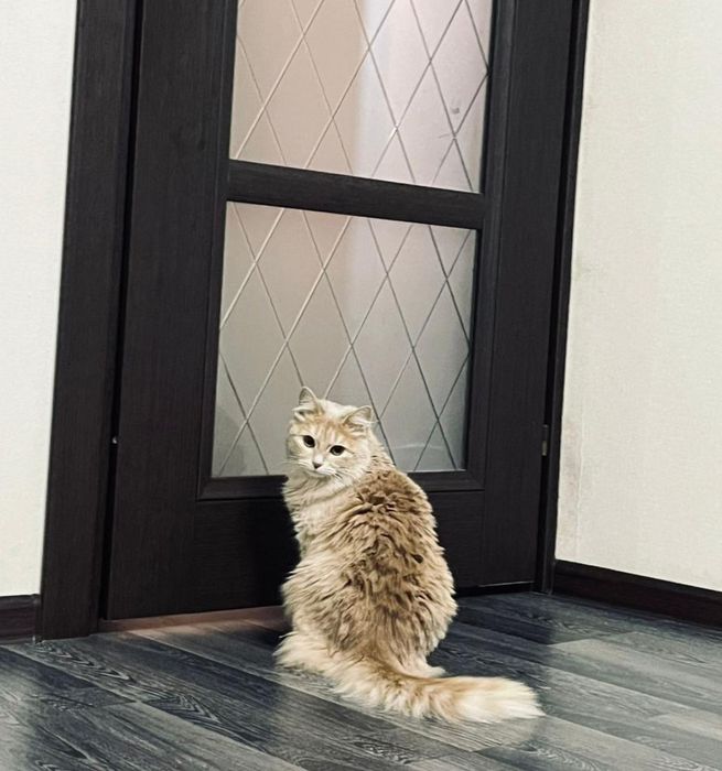 Отдам кошку в добрые руки