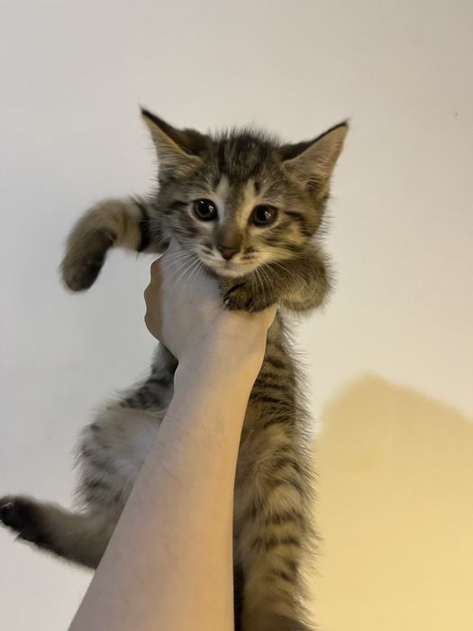 Пристраиваются котята