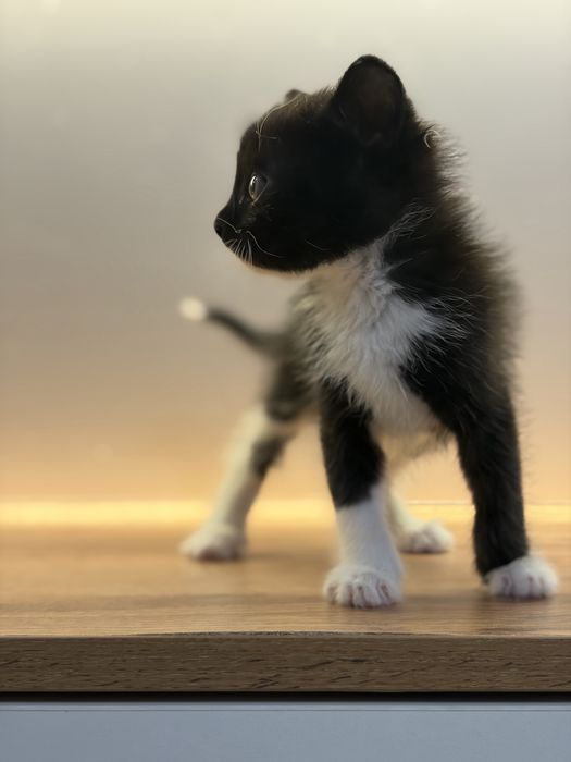 Черный котенок 1 месяц