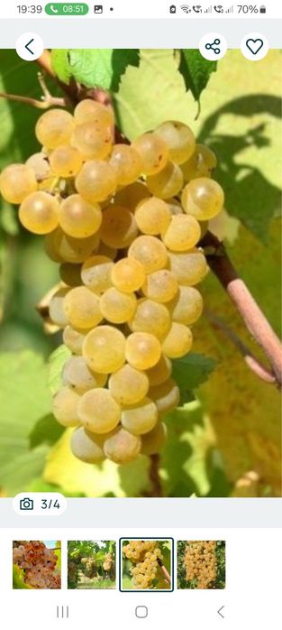 Struguri de vin direct din vie din Vrancea