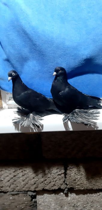 Продаются несколько пар