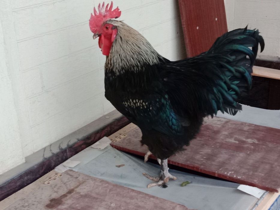 хурозлар сотлади -xurozlar sotladi