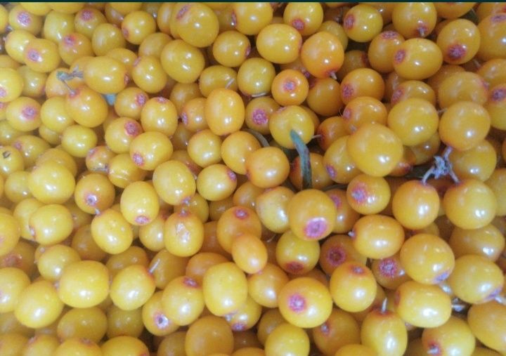 Облепиха Облепиха