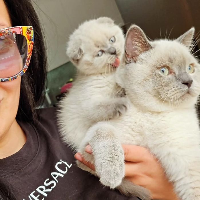 Малко късокосместо котенце