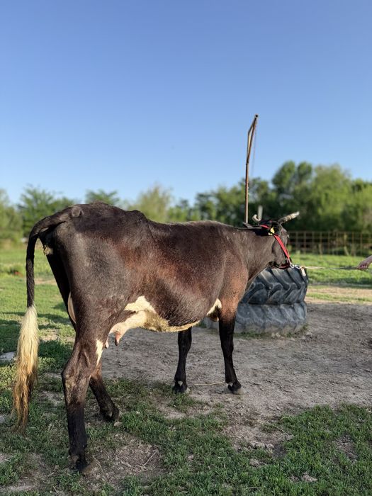 Бұзаулы сауынды сиыр