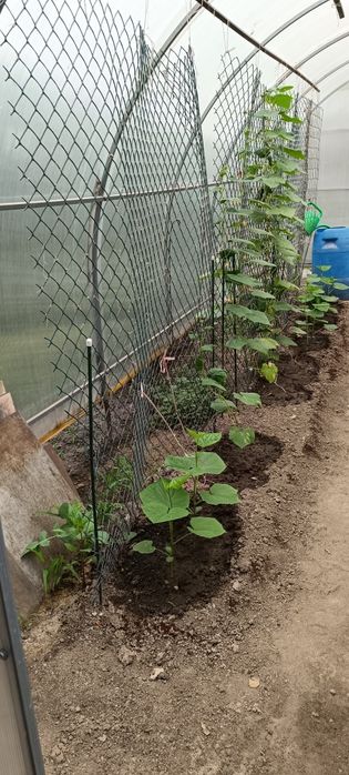 Теплица. 6 на 3 и 2 метра высота.